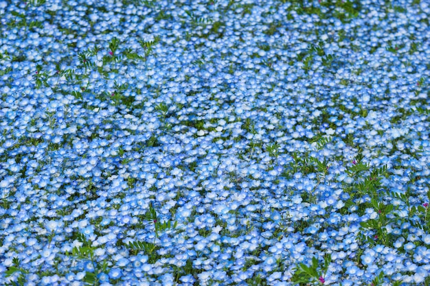 Blaue Nemophila-Blumen landen am Hitachi-Küstenpark auf Frühlingsjahreszeit.