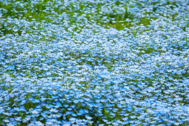 Blaue Nemophila-Blumen landen am Hitachi-Küstenpark auf Frühlingsjahreszeit.