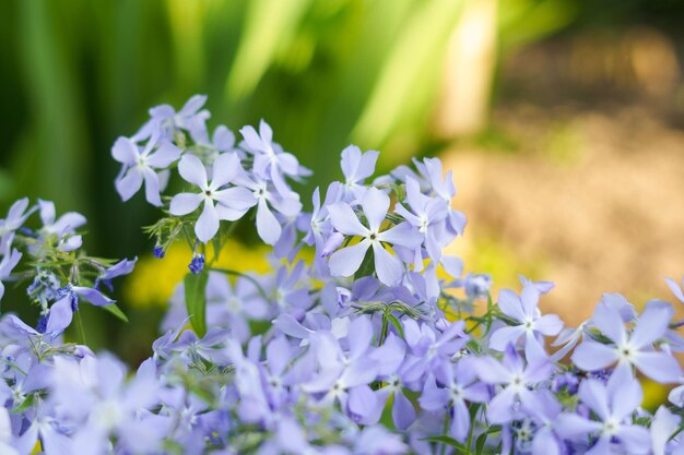 Foto blaue oder lila phloxblumen im garten das konzept des gartenbaus, des anbaus und der pflanzung von blütenpflanzen und der ankunft des frühlings für ihr design