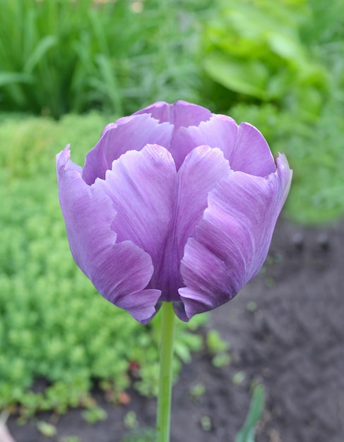 Blaue Papageientulpe im Garten