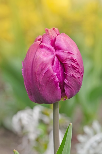 Blaue Parrot-Tulpe im Garten Schöne purpurrote Tulpe