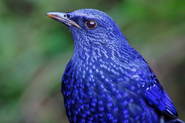 Blaue pfeifende Drossel Myophonus caeruleus schöne Vögel von Thailand