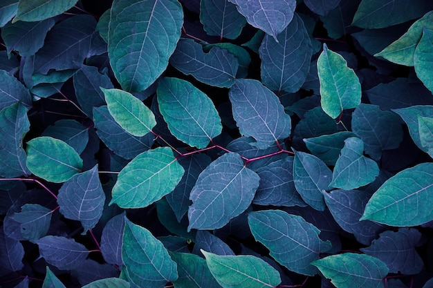 Blaue Pflanzenblätter im Garten, blauer Hintergrund