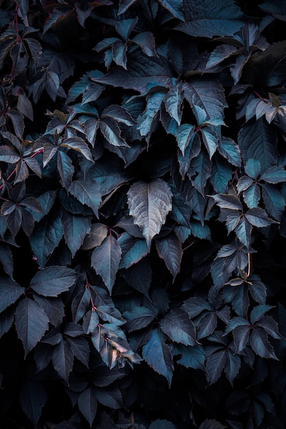 Blaue Pflanzenblätter im winterblauen Hintergrund