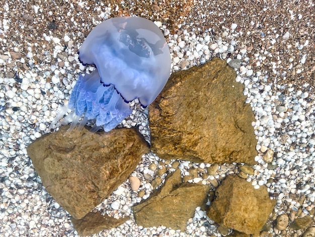 Blaue Qualle schwimmt im seichten Wasser Qualle im Asowschen Meer