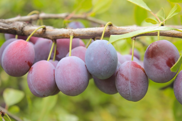 Blaue reife pflaume auf einem zweig in einer gartennahaufnahme