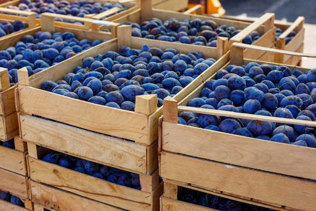 Blaue reife Pflaume liegt in Kästen.