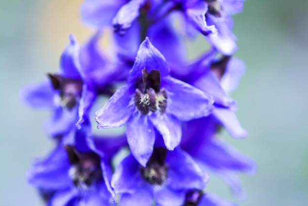 Blaue Rittersporn schöne Blumen im Sommergarten Blühende Pflanzen auf dem Lande