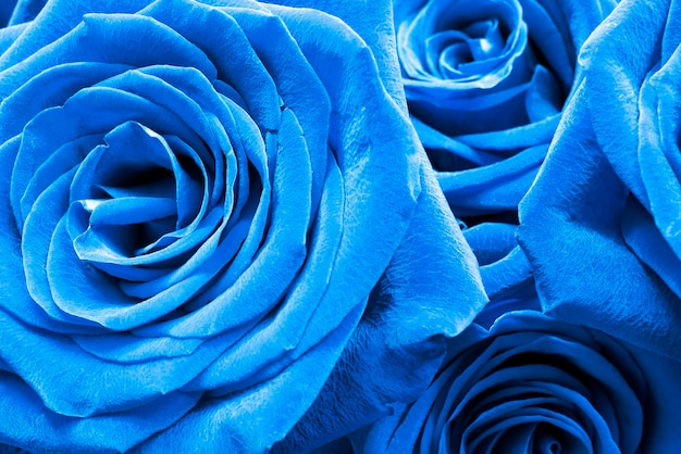 Foto blaue rose blüht nahaufnahme als hintergrund