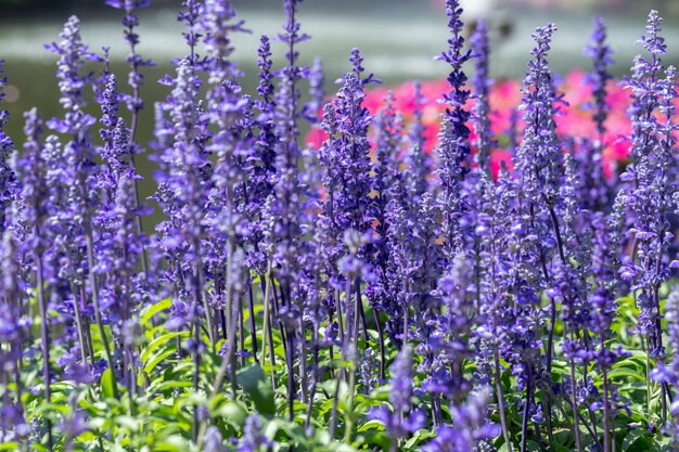 Blaue Salvia-Blume und grünes Blatt im Garten am sonnigen Sommer- oder Frühlingstag.