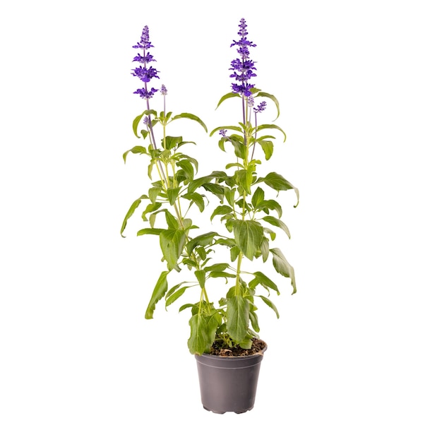 Blaue Salvia farinacea Blumen