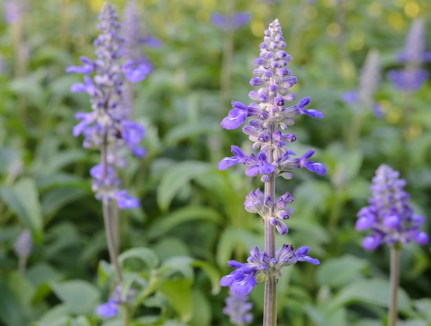 Blaue Salvia farinacea oder Mealycup-Salbeiblume