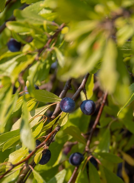 Blaue Schlehdornbeeren Prunus spinosa auf einem Stück in Griechenland