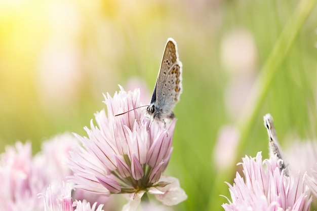 Foto blaue schmetterlinge auf rosa blumen, frühlingsjahreszeit