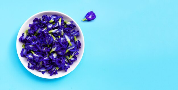 Blaue Schmetterlingserbsenblume auf blauem Hintergrund.