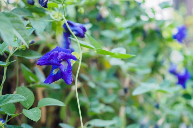 Blaue Schmetterlingserbsenblume im Garten hautnah