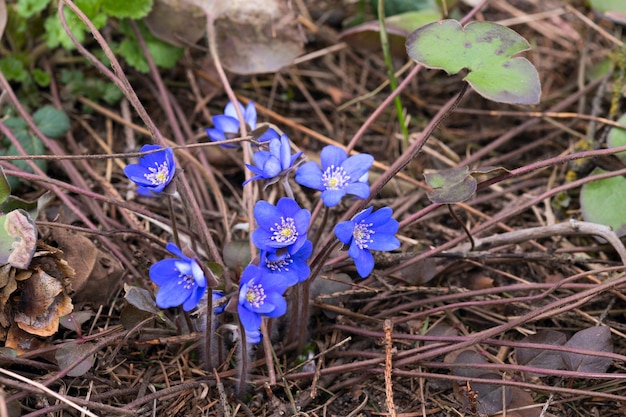 Blaue Schneeglöckchen im Wald im April geringe Schärfentiefe