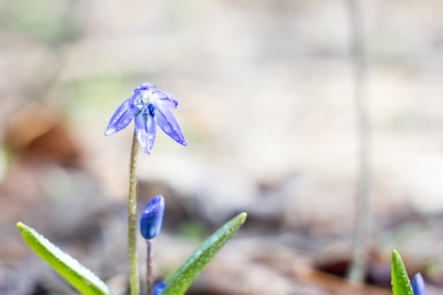 Blaue Schneeglöckchen