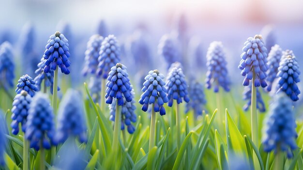 Blaue Schönheit Traubenhyazinthe Muscari armeniacum Blumen