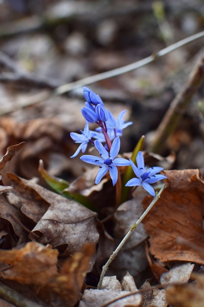 Blaue Scilla (Scilla siberica) blüht im Frühlingswald von Krasnodar