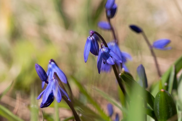 Blaue scilla siberica oder scilla siberica frühe Blumen