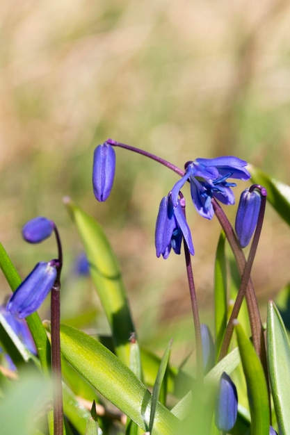 Blaue scilla siberica oder scilla siberica frühe Blumen