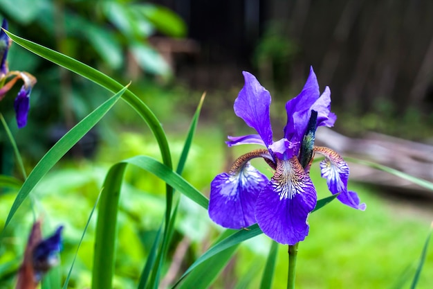 Blaue sibirische irisblumennahaufnahme auf gartenhintergrund.