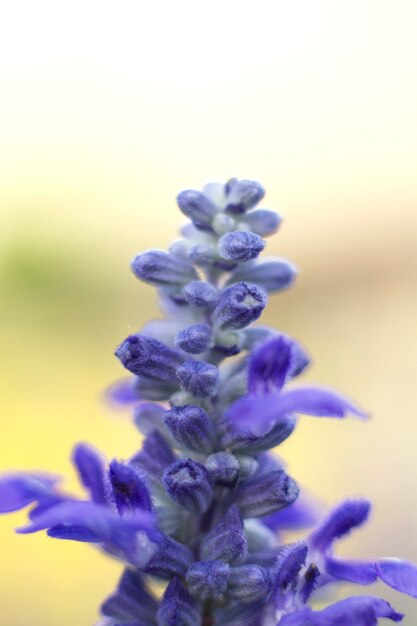 Blaue Silvia-Blumenblüte im Garten.