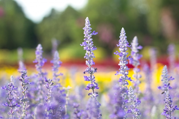 Foto blaue silvia-blumenblüte im garten.