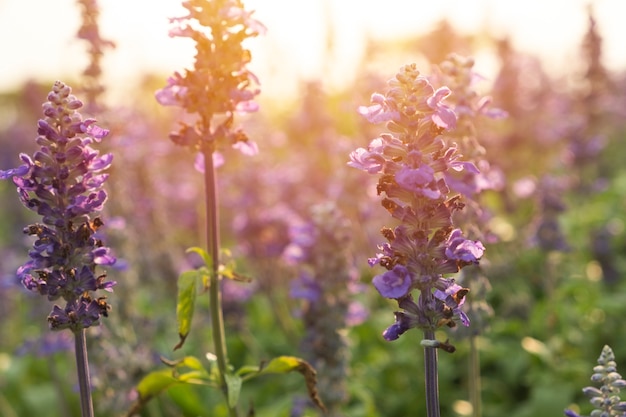 Blaue Sonne Salvia-Gartens morgens