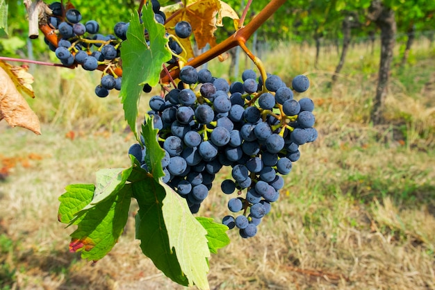 Blaue Trauben im Weinberg an einem sonnigen Augusttag in Deutschland