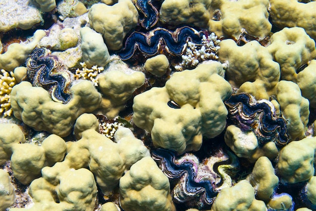 Blaue Tridacna-Muschel in Hartkorallen unter Wasser