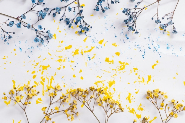 Blaue und gelbe Blüten von Gypsophila und blaue und gelbe Farbflecken auf weißem Hintergrund