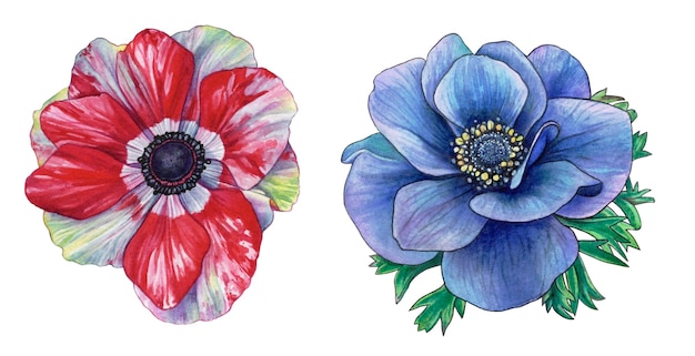 blaue und rote anemonen