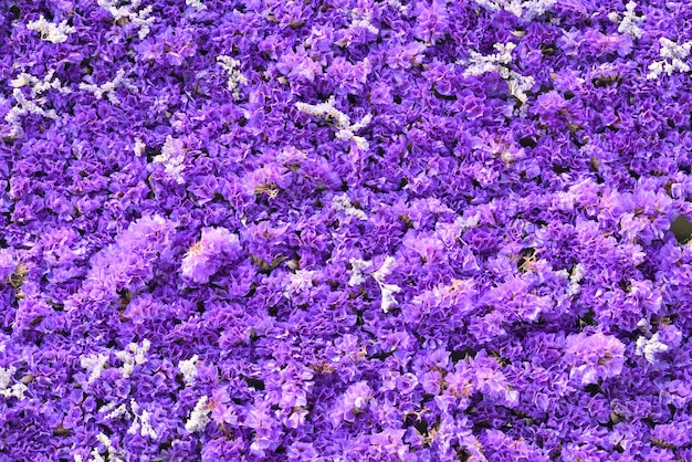 Blaue und violette Blüten von Sealavender statice caspia marshrosemary in dickem Teppich