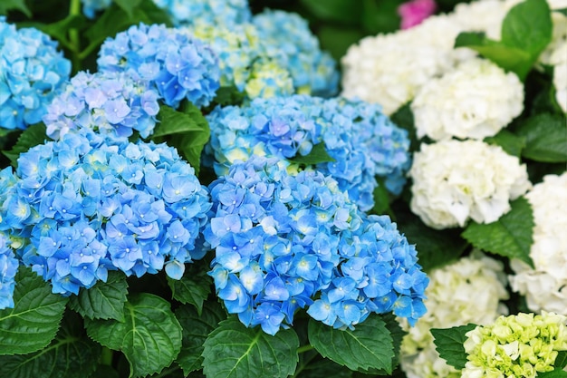 Blaue und weiße kleine Blumen und Blütenstände Natürlicher floraler Hintergrund Beliebte Gartenblume