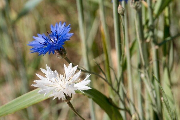 Blaue und weiße seltene Albino-Kornblume im Weizenfeld