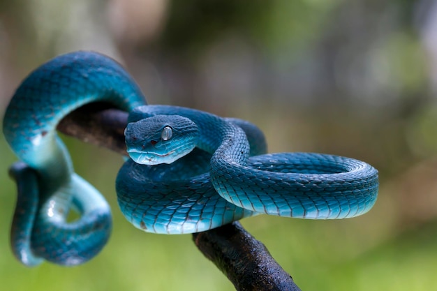 Blaue Viper-Schlange auf Ast Viper-Schlange blau insularis