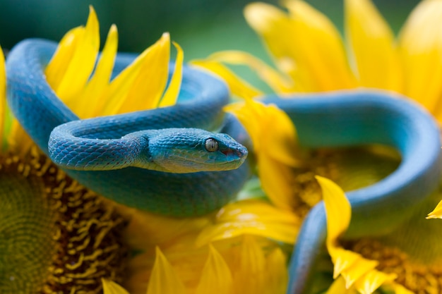 Blaue Viper Schlange bereit anzugreifen, blaue Viper auf Sonnenblume