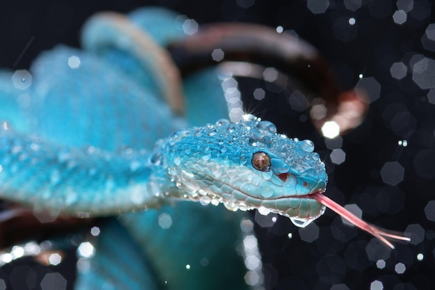 Blaue Viperschlange in Nahaufnahme und Detail