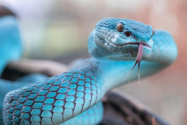 Blaue Viperschlange in Nahaufnahme und Detail