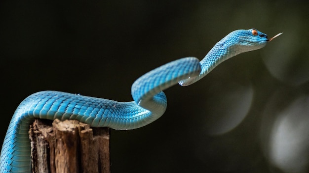 Blaue Viperschlange in Nahaufnahme
