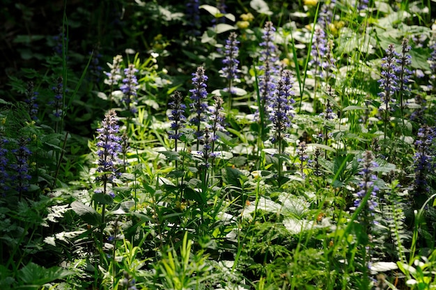 Blaue Waldblumen zäh schleichend Ajuga reptans L an einem sonnigen Frühlingsmorgen