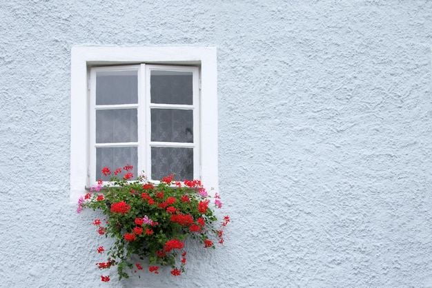 Blaue Wand mit Fenster und roten Blumen