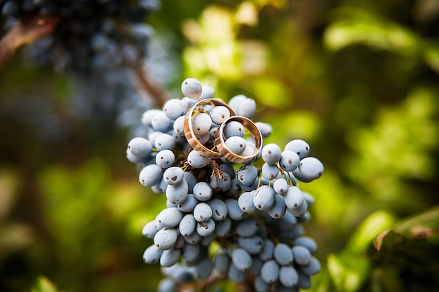 Blaue Weintrauben und Eheringe