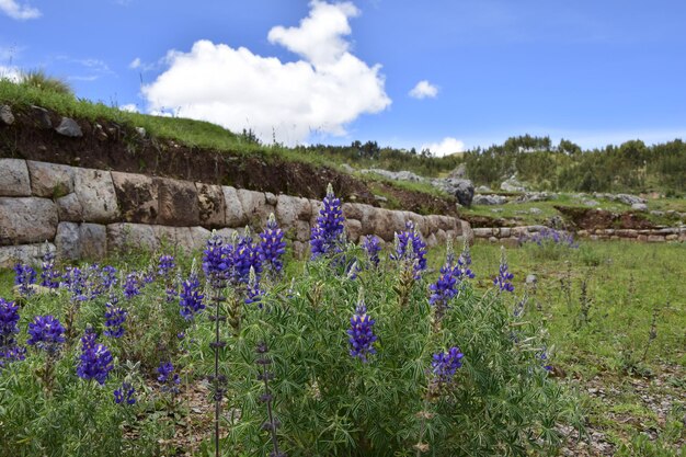 Blaue Wildblumen auf den Hintergrundruinen von Saqsaywaman Cuzco Peru