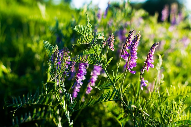 Blaue Wildblumen auf einer grünen Wiese. Warmer Frühlingsabend mit einer hellen Wiese bei Sonnenuntergang.