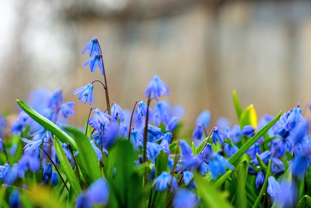 blaue Wildblumen auf einer grünen Wiese