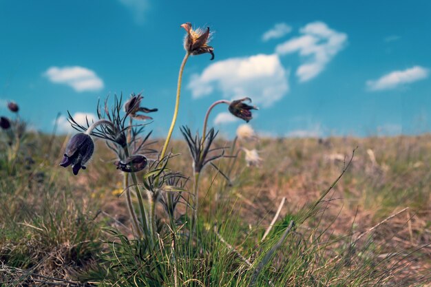 Blaue Wildblumen in der Prärie