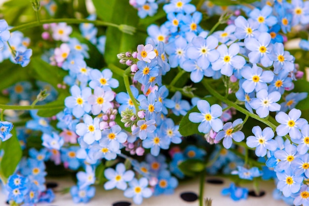 Blaue zarte Blumen eines Feldes, das einen natürlichen Blumenhintergrund vergisst